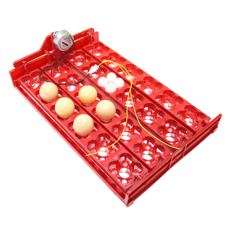 24 Eggs/96 Quail Eggs Hatching - Hunting Quail avis et prix