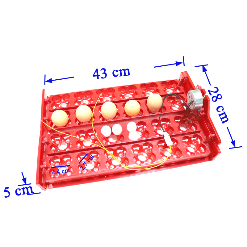 24 Eggs/96 Quail Eggs Hatching - Hunting Quail avis et prix