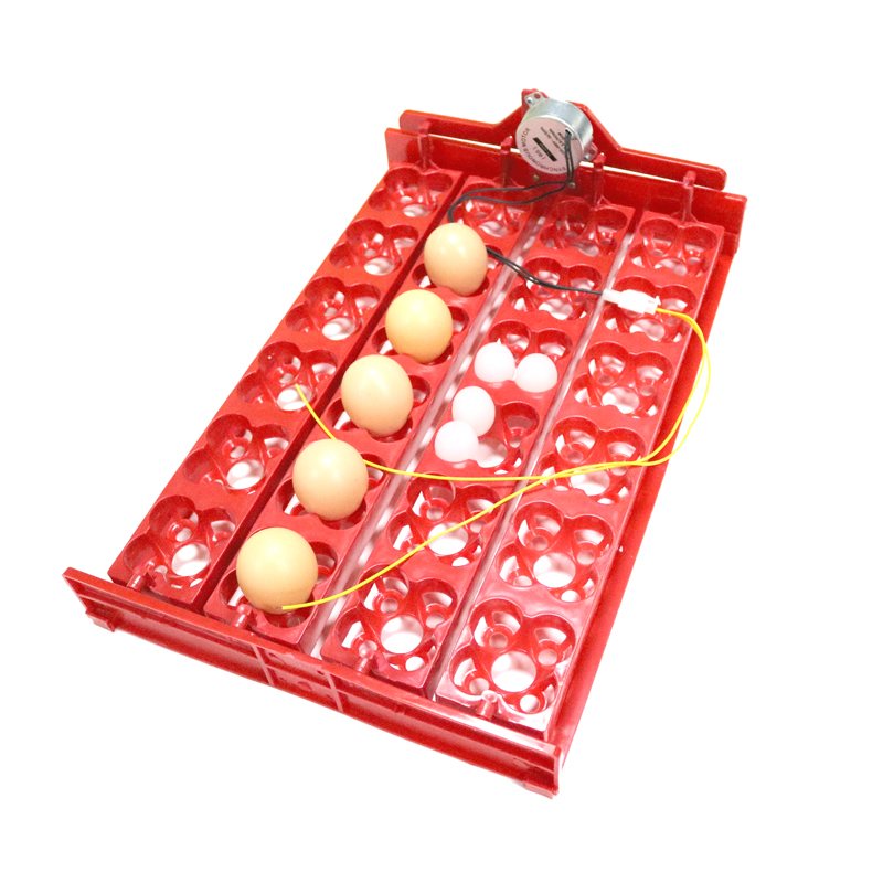 24 Eggs/96 Quail Eggs Hatching - Hunting Quail avis et prix