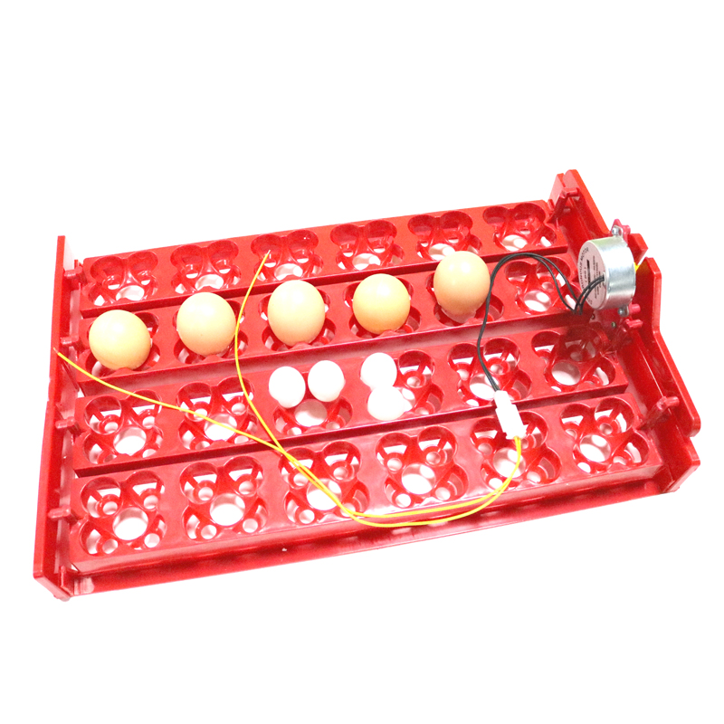 24 Eggs/96 Quail Eggs Hatching - Hunting Quail avis et prix
